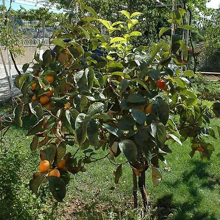 Yasmin Apartman